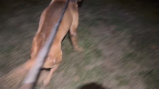 LAST NIGHT REDBULL III HAD THE YARD RILED UP 😤 A LITTLE ON REDBULL III HE’S A SON OF REDBULL AND ANDROMEDA WON VARIOUS CONFIRMATION SHOWS. VERY HANDSOME MALE.. WE DECIDED TO BRING HIM HOME TO PAIR HIM WITH SOME SELECT FEMALES FIRST OF WHICH IS HERSHEY DAUGHTER HERSHUS! REDBULL III X HERSHUS https://www.apbt.online-pedigrees.com/modules.php?name=Public&file=printPedigree&dog_id=435604 504-756-8739 (TEXT) #REDBULLIII #ANDROMEDA #READYREDKENNELS | Ready Red Kennels