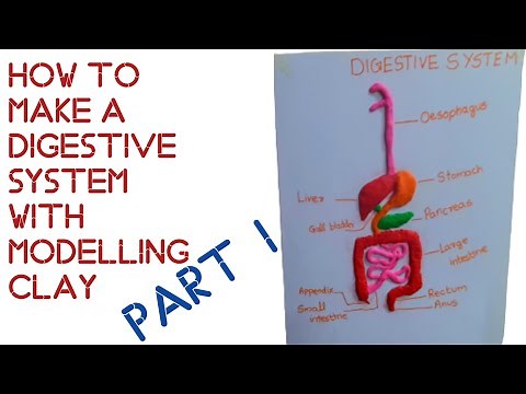 Digestive system model using clay