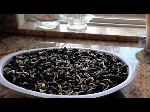 How To Sprout Sunflower Seeds Cheap & Easy