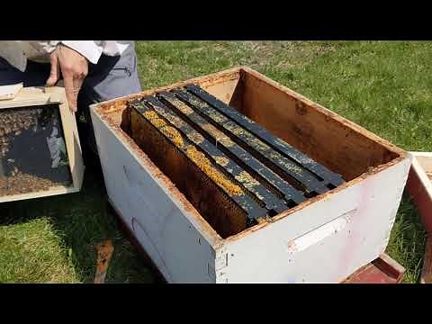 How to Install a Package of Bees