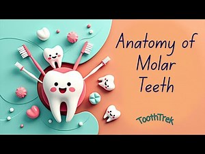 Molar Tooth Anatomy | Maxillary & Mandibular Premolars Explained