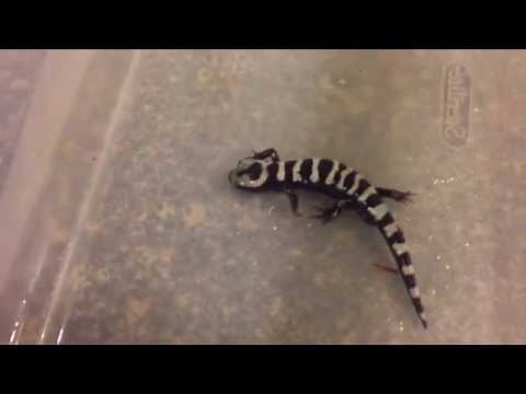 Marbled Salamander Care