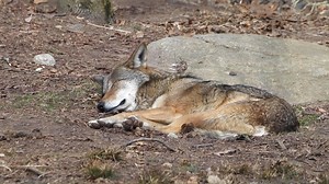 4.2K views · 158 reactions | Brave and Diego, and their amazing...