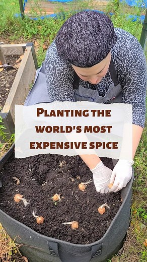 354K views · 6.5K reactions | This time I planted the saffron in this extra large grow bag I used for growing potatoes. Let's hope in a few weeks we see some flowers coming up! #homegrownkosher #growfood #saffron #farmtotable #groundtotable | Homegrown Kosher | Facebook