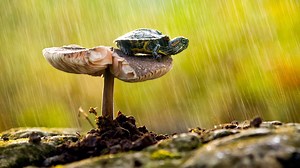 Here's Why You Shouldn't Eat a Box Turtle in the Wild