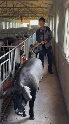 The Secret Trick to Making Sows Go Into Heat! 👀