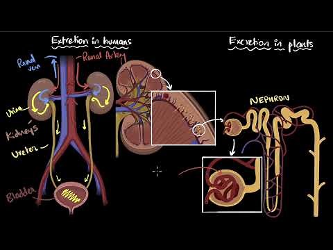 Excretion in humans and plants | Life processes | Class 10 Biology | Khan Academy