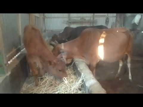Beautiful Cows Eating Hay in the Barn | Relaxing Village Life Moments