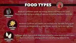 Northern Cardinals are one of North America's the most stylish and familiar songbirds. Let's take a look at what seeds and feeders are best to attract these birds to your backyard. Check out which foods and feeder types are best to attract common feeder birds from Project FeederWatch: http://bit.ly/CommonFeederBird What do you offer cardinals in your area? 📷 Peter Finley | Macaulay Library | Bird Cams