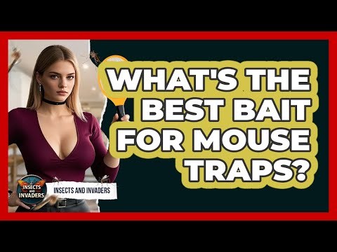 What's The Best Bait For Mouse Traps? - Insects and Invaders