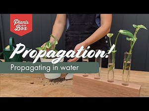 Propagate Pothos from Cuttings