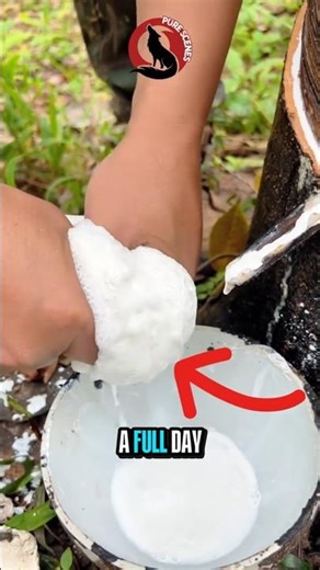 The Secret Life of Natural Rubber #documentary