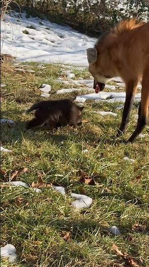 Three Maned Wolf Pups Born at the Smithsonian Conservation Biology Institute