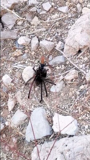 Tarantula Hawk Victorious