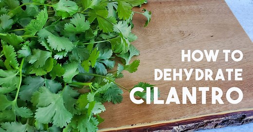 How to Dehydrate Cilantro