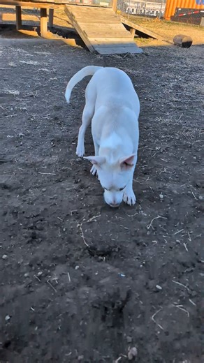 Isha is all about playing ball—especially with this beautiful weather! ☀️🎾 She’s smart, affectionate, and honestly great at everything she does. From playtime to cuddles, Isha is the total package. So… why is she still here?! She’s just waiting for her person to notice her. Could that be you? 💕 Come meet Isha and see for yourself what makes her so special. | Junction City, KS Animal Shelter
