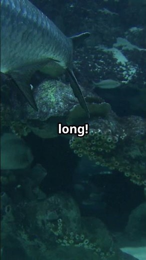 Goliath Grouper Ocean's Gentle Giant!