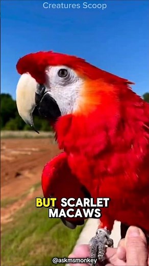 Meet the Scarlet Macaw: One of the Most Beautiful Parrots On Earth.