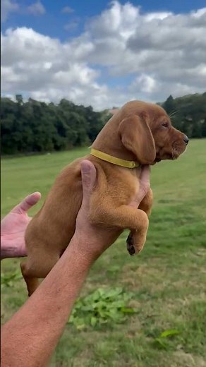 Gorgeous fox red Labrador puppy
