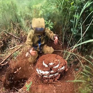 Giant Underground Hornet Nest Removal | Asian Wasp Nest 14Kg | Bees Reels