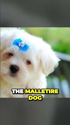 Maltese Dog Breed - Interesting Facts