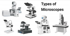 What are uses and importance of Microscopes? | Science online