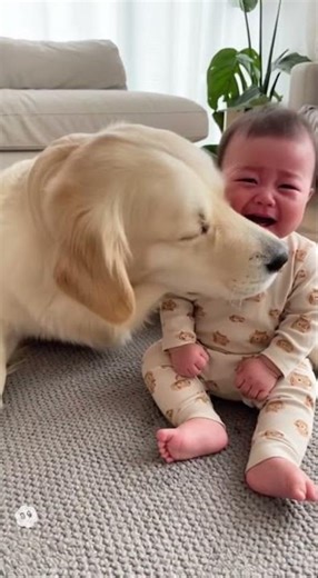 Dog hugging crying baby #lifewithalargedog #cute