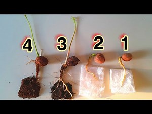 Walnut cultivation in 4 different ways