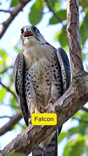 Nature Sound of Falcon-Voice of the wild! #original #birds #naturesvoice #animalnoises #animalsounds