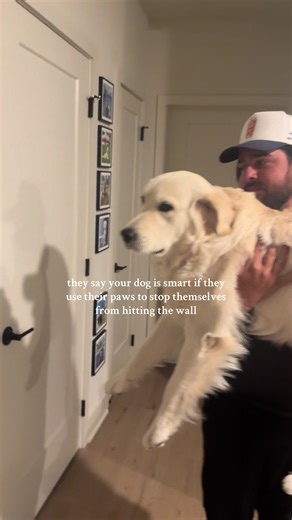 Smart Cookie Moose: A Playful Golden Retriever