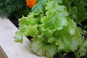 How to Harvest Lettuce to Increase Production • Gardenary