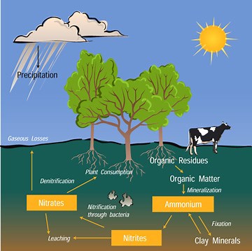 The Nitrogen Cycle Game | My NASA Data
