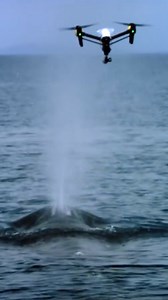 1.6K views · 17 reactions | Dr. Iain Kerr is a drone pioneer and a global leader in whale research and ocean conservation. He is the CEO of Ocean Alliance and the driving force behind SnotBot. Thanks to Dr. Kerr's work, over 30 groups around the world are now using non-invasive methods to study the health of whales and the impact of humans on them. Do you have an inspiring story to share? Share yours now: https://bit.ly/3Jt1DlY #DJI #DJIEnterprise #DecadeWithDJI | DJI Enterprise | Facebook