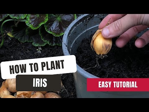 How To Plant Iris Bulbs At The Perfect Depth