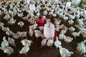 Broiler Finisher Feed Formula for for Excellent Growth Performance