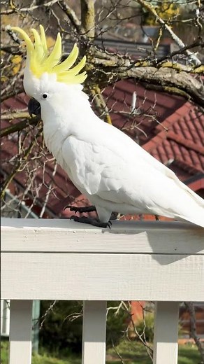 Cockatoo Facts: FUN FACTS about the COCKATOO