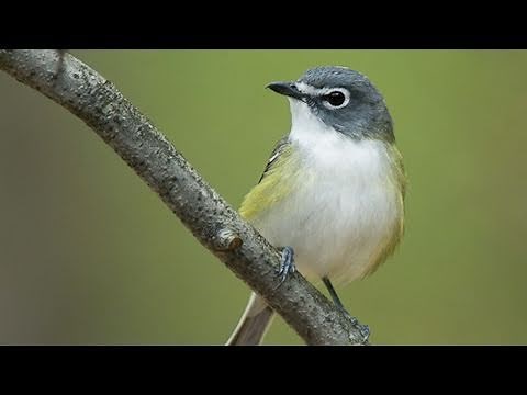 Inside Birding: Color Pattern