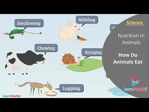 Nutrition In Animals Class 7 Science | How Do Animals Eat Their Food