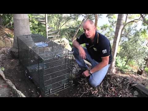Trapping a fox