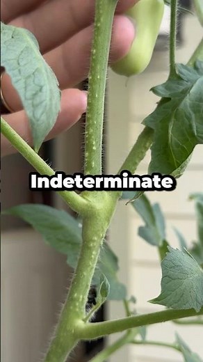 How Can You Tell If a Tomato Plant Is Indeterminate vs Determinate? #shorts