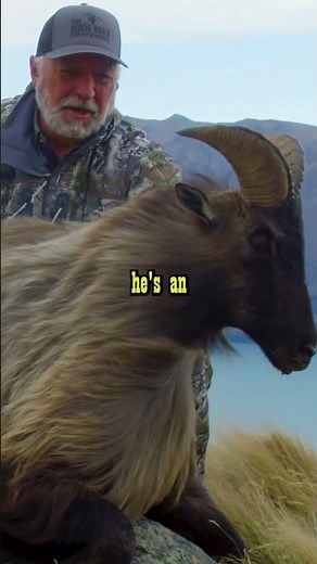 FLYING TAHR IN NEW ZEALAND