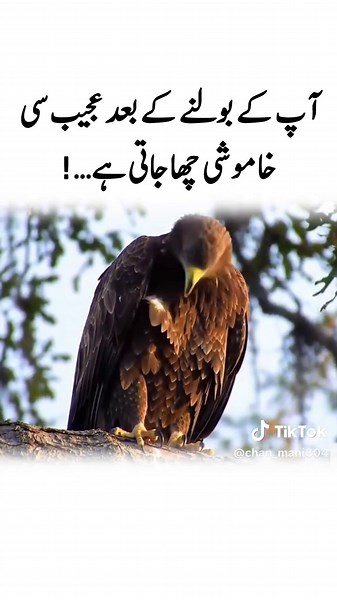 Silent but Powerful The Lone Eagle#Motivation #for #foryoupage #fyp #trending ‎