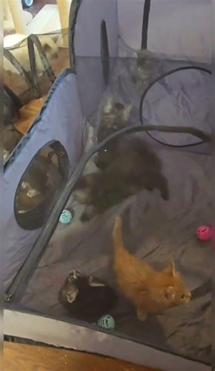 Silly Maine Coon Kittens Playing in their new Tent. #kitten #cat #everyone