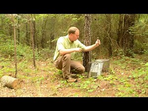 Cage Trapping Tips