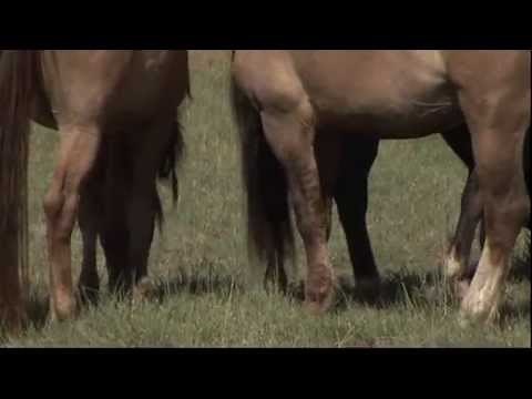 (26) La Collection Cheval - Comportement - La Reproduction