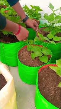 When and how to give vermicompost in plants #fertilizer #garden #trendingshorts