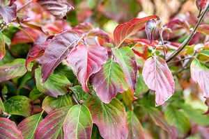 12 Beautiful Dogwood Trees and Shrubs