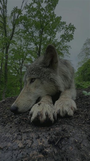 Did you know wolves are key to a healthy ecosystem? 🐺🌿Often misunderstood, wolves play a vital role in nature. They help control disease, keep prey populations in check, and even shape entire landscapes. As keystone species, their presence supports a rich, balanced web of life. Wolves don’t destroy ecosystems—they help them thrive. #StandForWolves #ProtectWolves | Wolf Conservation Center