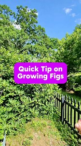 28K views · 371 reactions |  How BIG is your fig tree? Here’s one...