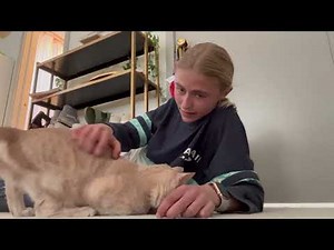 CAT YOGA CHALLENGE 😺!!!